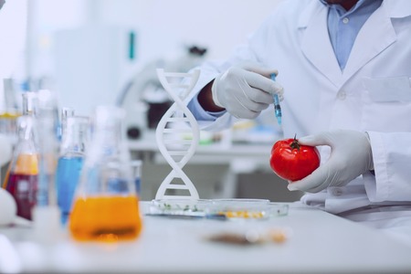 Improving products. Knowledgeable skilled biologist wearing a uniform and testing tomatoesの写真素材