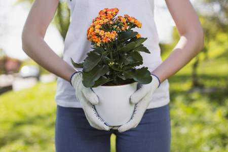 Pretty flower. Close up of attractive female hands taking pot with flower while wearing glovesの写真素材