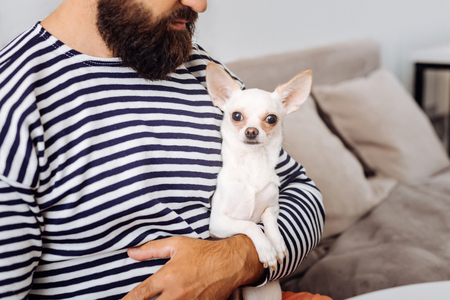 White dog. Bearded dark-haired man holding his little white dog while sitting on sofa at homeの写真素材