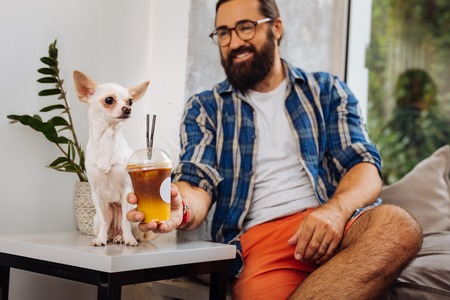 Ice coffee. Caring dark-haired beaming owner giving some ice coffee for his funny cute little dogの写真素材