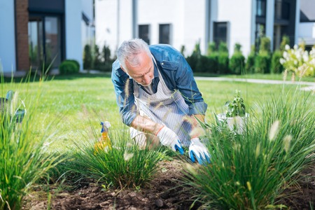 Man with hoe. Bearded man wearing white gloves using little hoe while grubbing the weeds upの写真素材