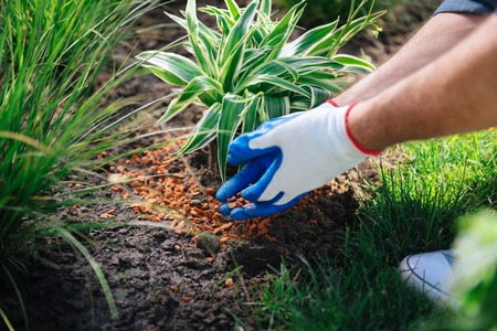 Man in sneakers. Man wearing white comfortable sneakers coming to the garden while enriching soil in garden bedの写真素材