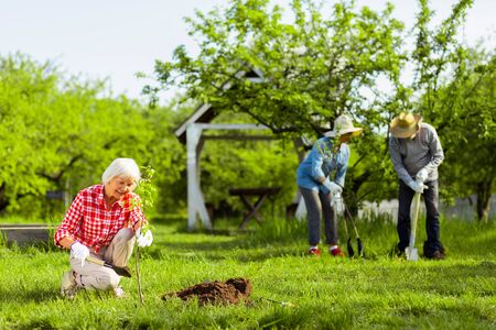 Pensioners loving nature. Three hard-working pensioners loving nature planting trees in gardenの写真素材