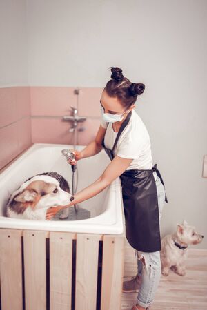 Worker washing dog. Dark-haired worker of grooming salon wearing mask while washing dog in bathtubの写真素材
