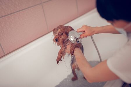 Dog feeling scared. Cute little dog feeling scared while woman washing him after shaving