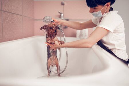 Shower time. Woman wearing mask washing cute little dog after shaving in salonの写真素材