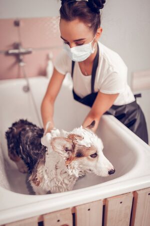 Washing dog. Young hard-working woman wearing mask and black apron washing dog in bathtubの写真素材