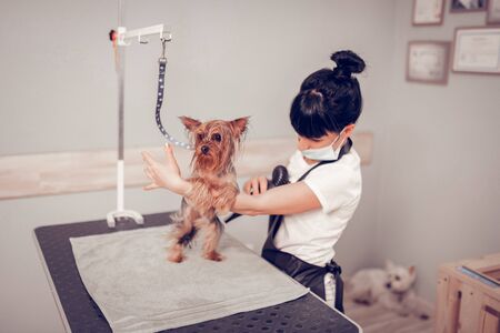 Drying dark-eyed dog. Woman drying cute dark-eyed dog after washing and shavingの写真素材