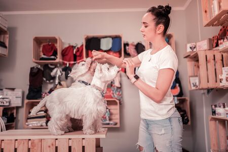 Time to eat. Young woman wearing jeans and white t-shirt feeding her cute fluffy dogsの写真素材