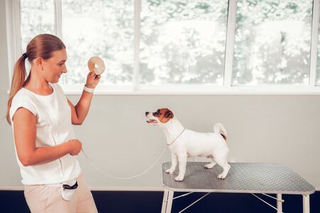 Vet specialist playing. Qualified appealing dog specialist playing with cute white dog standing on metal tableの写真素材