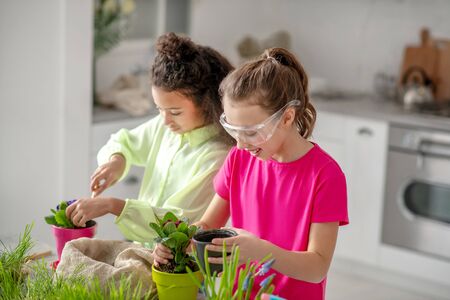 Care for indoor flowers. Two girlfriends standing near the table planting indoor violets in pots, caring and joyful.の写真素材