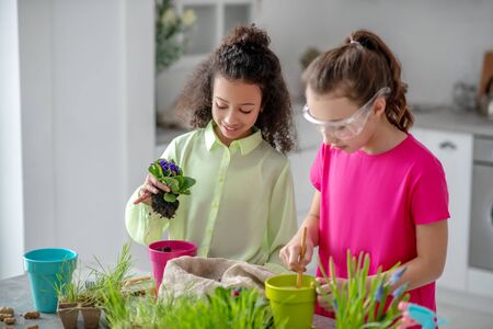 Transplant violets. Girl with curly hair holding a violet with roots, her friend in protective glasses, both standing at the table, in a good mood.の写真素材
