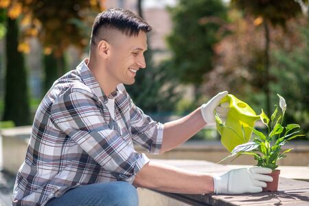 Gardening time. Delighted dark-haired male in protective gloves crouching, watering spatifilium with watering can, smilingの写真素材