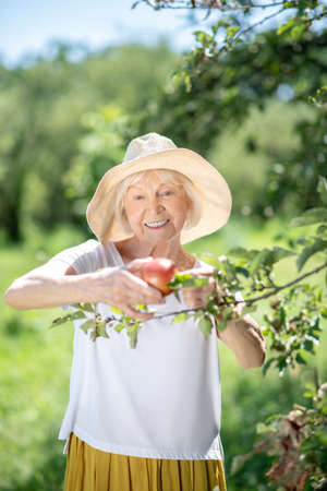 Gathering. An elderly woman picking a red juicy apple from the treeの写真素材