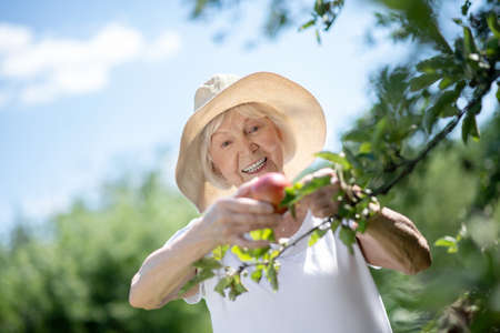 Apple tree. A smiling elderly woman picking an apple from the branchの写真素材