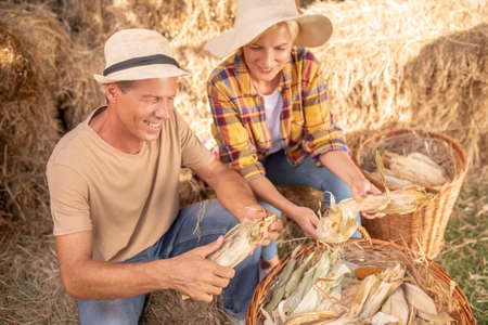 Harvest time. Happy male and female farmers in straw hats shucking maize cobs, throwing them into...