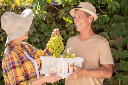 Harvest time. Smiling male and female farmers in straw hats harvesting grapes, holding basket with clusters of ripe grapesの写真素材