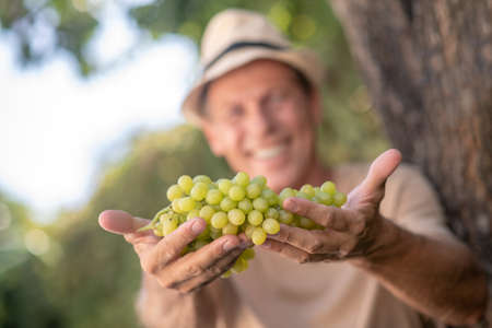Harvest time. Smiling male in straw hat showing cluster of green ripe grapes into cameraの写真素材