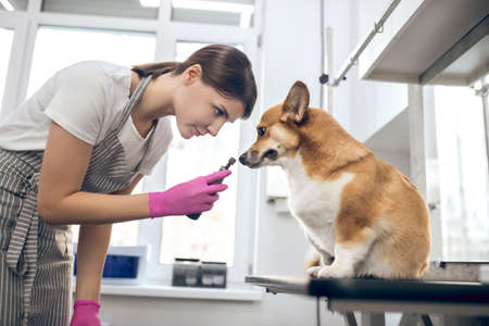 Young dark-haired woman working with a dog in a pets grooming salonの写真素材