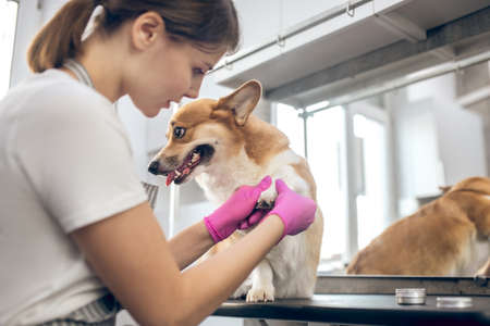 Pets groomer working in asalon and looking involvedの写真素材
