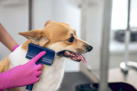 Close up picture of a groomers hands brushing a dogの写真素材