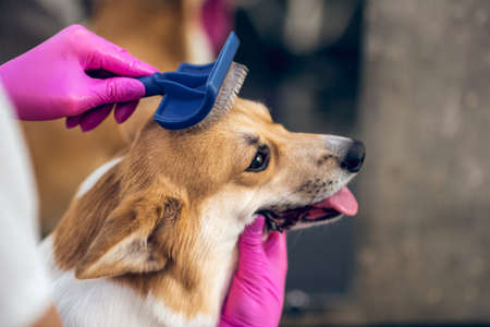 Close up picture of a groomers hands brushing a dogの写真素材