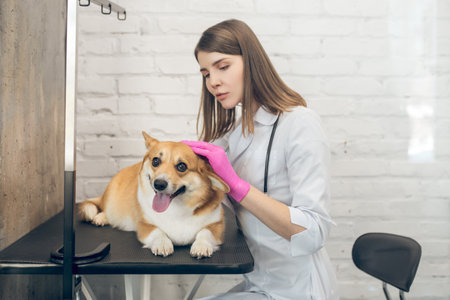 Veterenary doctor examining a dog in a clinic