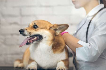 Female vet doctor examining cute dog before vaccinationの写真素材