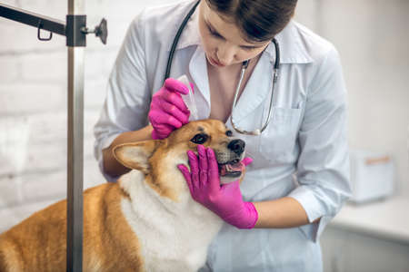 Vet doctor dropping eye drop to dogs eyesの写真素材