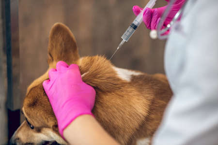 Female vet doctor making an injection to a dog