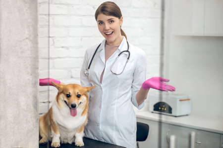 Young female vet with a cute corgi in clinic