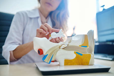 Doctor telling and showing internal structure of ear