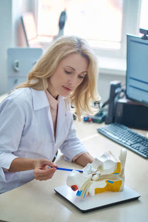Serious lady doctor showing an auditory system demonstration model