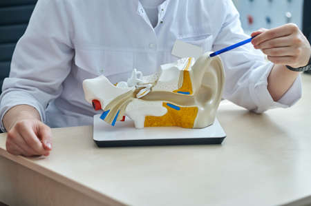 Otolaryngologists hands showing mock up of human earの写真素材
