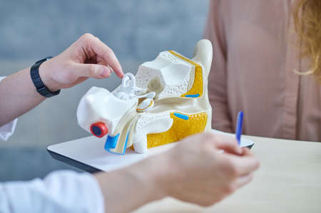 Hands showing structure of artificial human ear