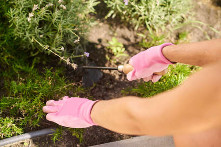 Woman hands weeding weeds on flowerbedの写真素材