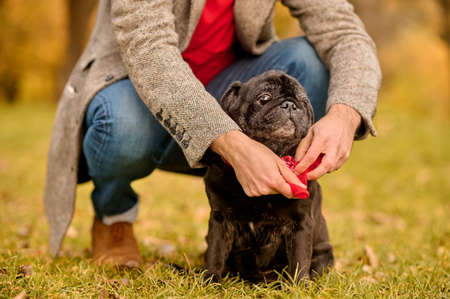 A pet owner putting on the dog-collar on his dogの写真素材