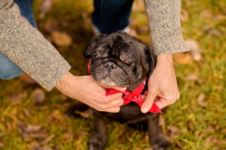 A pet owner putting on the dog-collar on his dogの写真素材