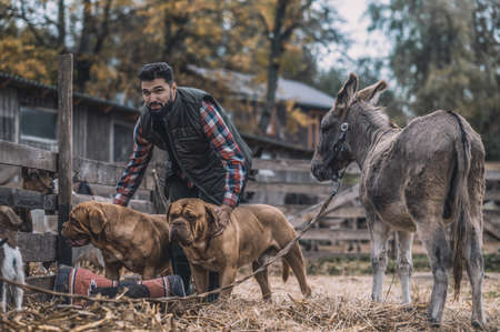 Bearded man with two big dogs in a country sideの写真素材