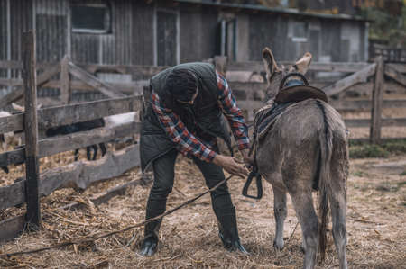 A dark-haired man saddling up a donkeyの写真素材