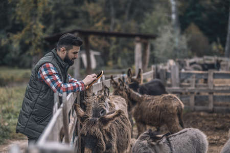 Farmer making photos of his animals on a framの写真素材
