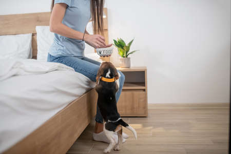 Caucasian pet owner feeding her tricolor puppyの写真素材