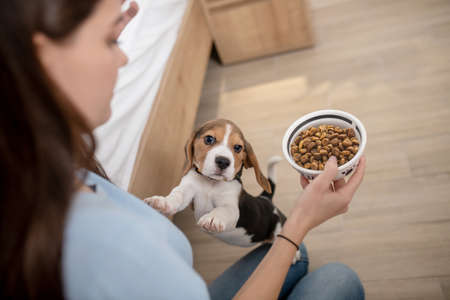 Funny tricolor puppy reaching for pelleted feedの写真素材