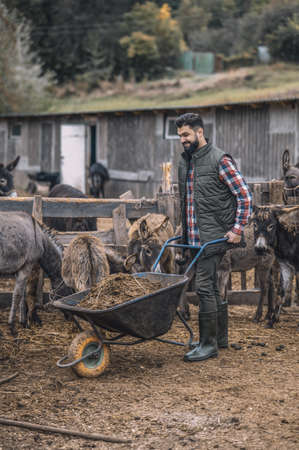 A farmer cleaning the cattle-pen and looking busyの写真素材