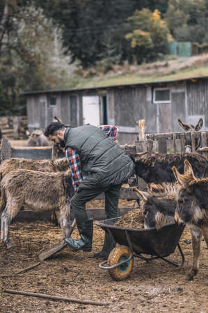 A farmer cleaning the cattle-pen and looking busyの写真素材