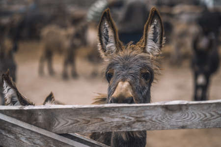 Donkey lookng throught the fence of the cattle-pen