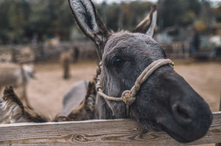 Cute donkeys at the cattle farmの写真素材