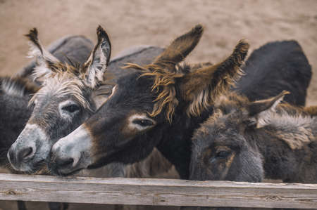 Flock of donkeys in the stall at the organic farmの写真素材
