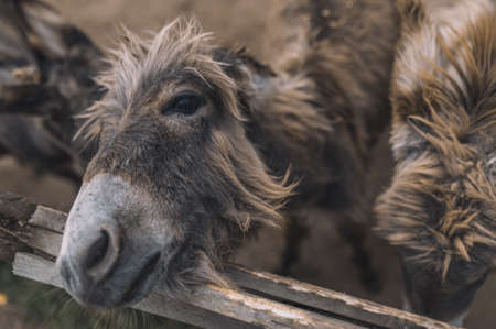 Close up of the animals headの写真素材