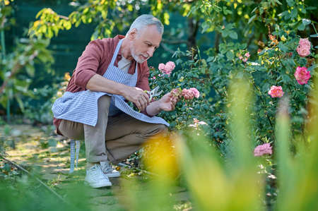 Gray-haired man working in a garden and looking concentratedの写真素材